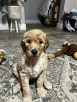 Daisy, a female Goldendoodle for sale in Tavares, FL – 1 of 6