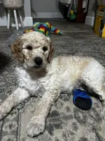Noah, a male Goldendoodle for sale in Tavares, FL – 3 of 7