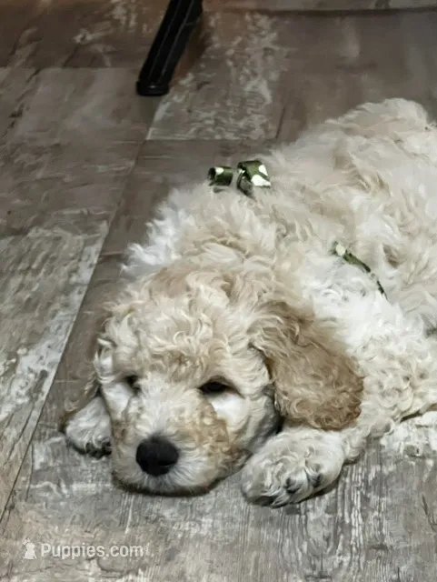 Bruiser – Goldendoodle puppy for sale in Tavares, FL