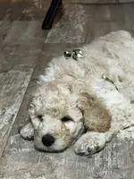 Bruiser, a male Goldendoodle for sale in Tavares, FL – 1 of 7