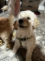 Bruiser, a male Goldendoodle for sale in Tavares, FL – 2 of 7