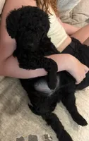 Onyx, a male Goldendoodle for sale in Tavares, FL – 4 of 6