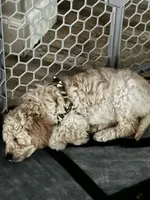 Bruiser, a male Goldendoodle for sale in Tavares, FL – 5 of 7