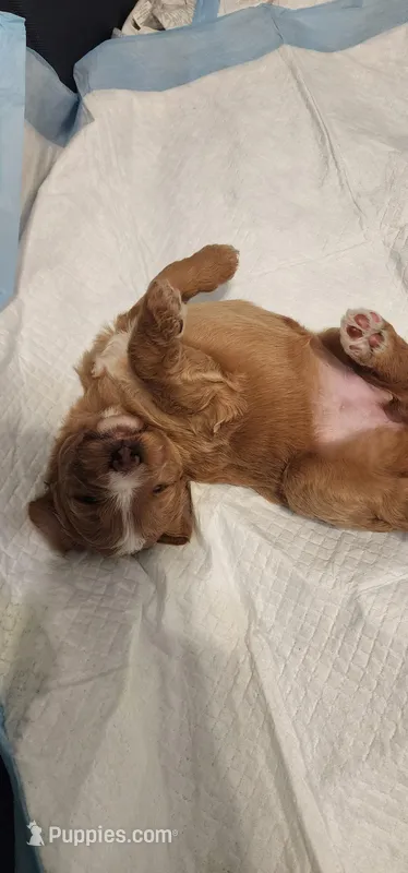 Orange girl – Goldendoodle puppy for sale in Mission Hills, CA