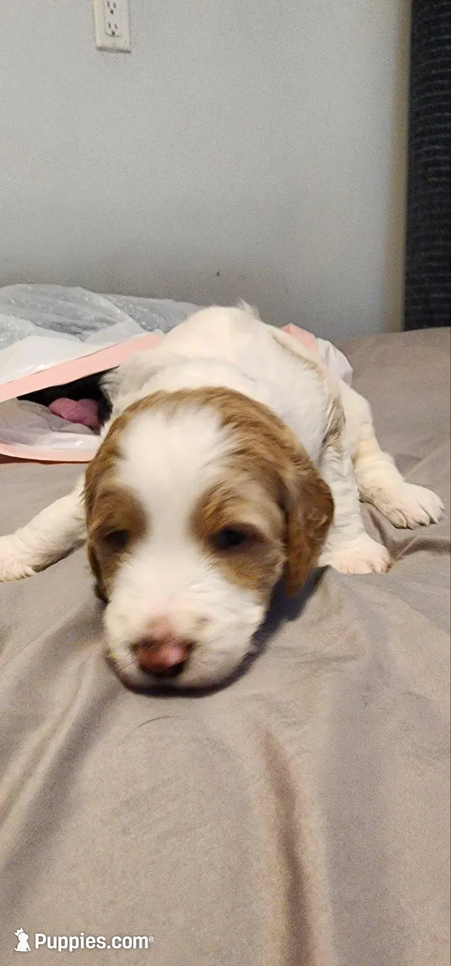 Red girl – Goldendoodle puppy for sale in Mission Hills, CA