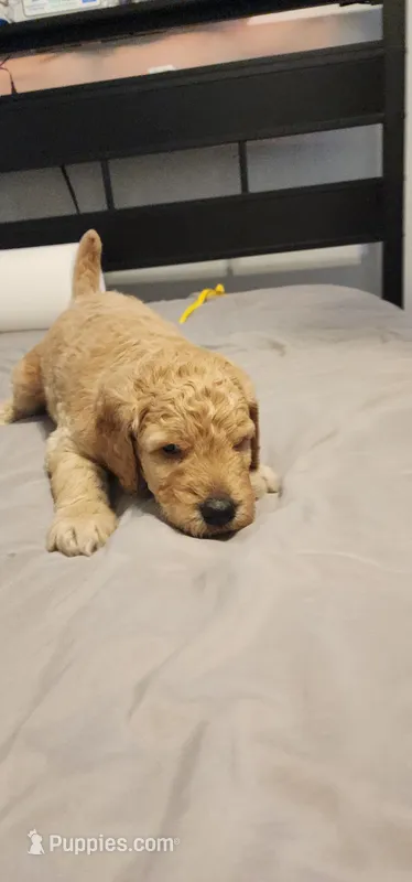 Green boy – Goldendoodle puppy for sale in Mission Hills, CA