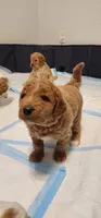 Grey girl, a  Goldendoodle for sale in Mission Hills, CA – Photo 3 of 9