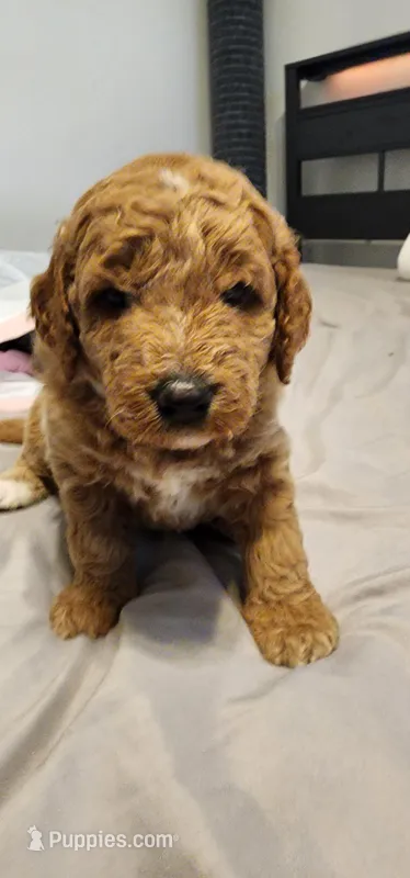 Grey girl – Goldendoodle puppy for sale in Mission Hills, CA