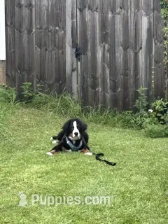 Mav – Bernese Mountain Dog puppy for sale in Fort Walton Beach, FL