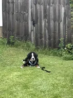 Mav, a male Bernese Mountain Dog for sale in Fort Walton Beach, FL – 1 of 1