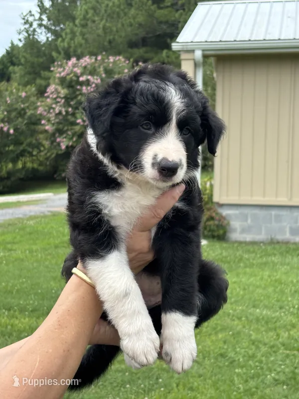 Outland Isobel – Border Collie puppy for sale in Ranger, GA