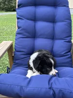 Outland Isobel, a female Border Collie for sale in Ranger, GA – 4 of 4