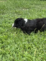 Outland Isobel, a female Border Collie for sale in Ranger, GA – 2 of 4