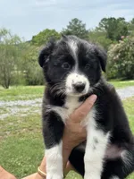 Outland Loaghaire, a female Border Collie for sale in Ranger, GA – 2 of 3