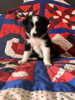 Outland Marsali, a female Border Collie for sale in Ranger, GA – 2 of 3