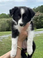 Outland Marsali, a female Border Collie for sale in Ranger, GA – 1 of 3
