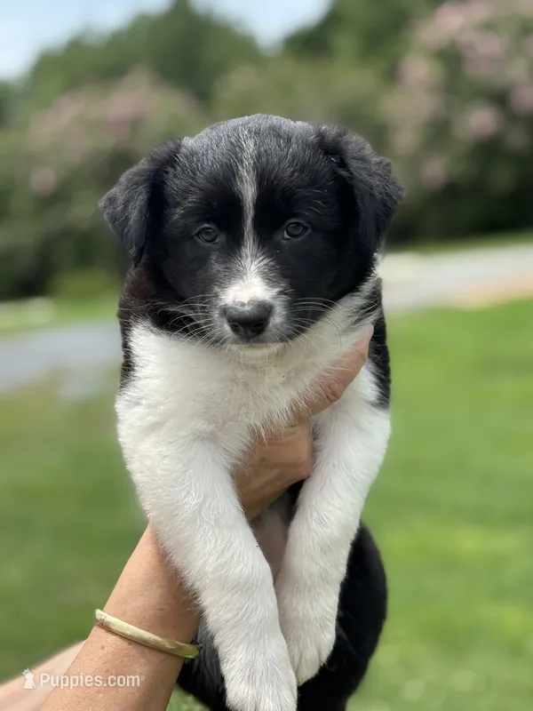 Outland Jocasta – Border Collie puppy for sale in Ranger, GA