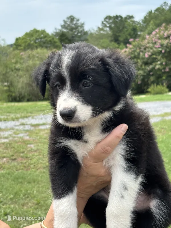 Outland Loaghaire – Border Collie puppy for sale in Ranger, GA