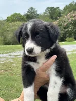 Outland Loaghaire, a female Border Collie for sale in Ranger, GA – 1 of 3