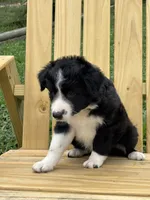Outland Isobel, a female Border Collie for sale in Ranger, GA – 3 of 4