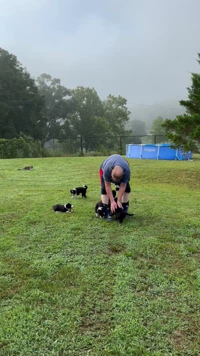 Outland Loaghaire, a female Border Collie for sale in Ranger, GA – 3 of 3