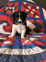 Outland Jocasta, a female Border Collie for sale in Ranger, GA – 3 of 4