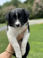 Outland Jocasta, a female Border Collie for sale in Ranger, GA – 2 of 4