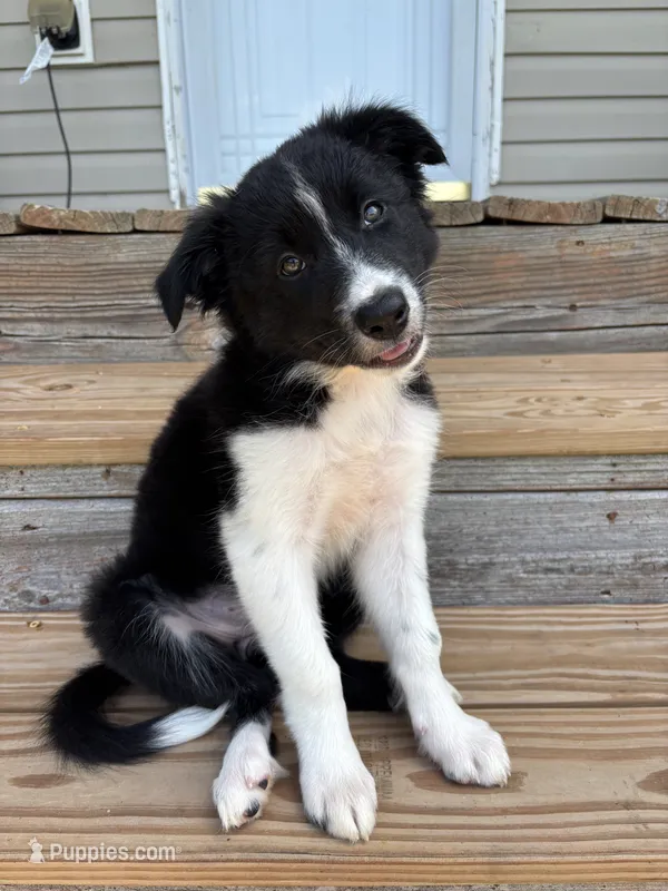 Outland Jocasta – Border Collie puppy for sale in Ranger, GA