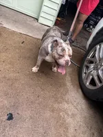 Teddy, a male American Bully for sale in Dallas, TX – Photo 4 of 5