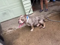 Teddy, a male American Bully for sale in Dallas, TX – Photo 3 of 5