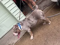 Teddy, a male American Bully for sale in Dallas, TX – Photo 2 of 5