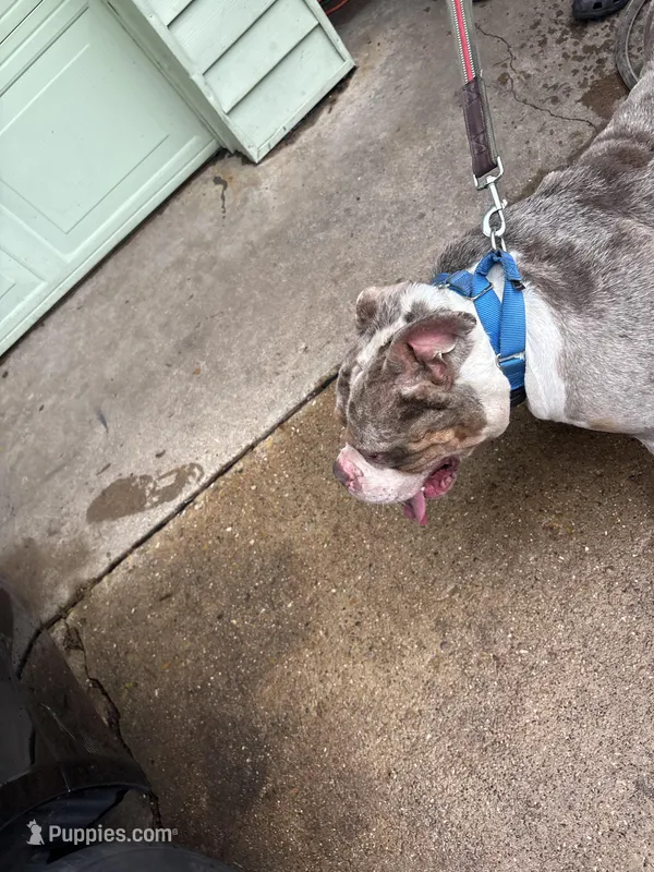 Teddy – American Bully puppy for sale in Dallas, TX