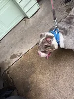 Teddy, a male American Bully for sale in Dallas, TX – Photo 1 of 5