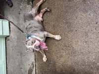 Teddy, a male American Bully for sale in Dallas, TX – Photo 5 of 5