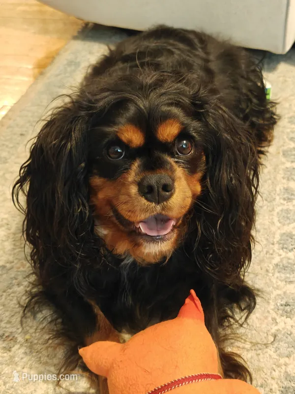 Leo – Cavalier King Charles Spaniel puppy for sale in Palmyra, VA