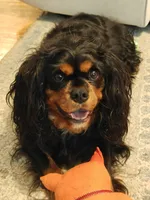 Leo, a male Cavalier King Charles Spaniel for sale in Palmyra, VA – 1 of 5