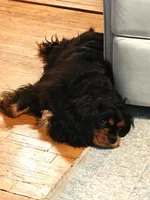 Leo, a male Cavalier King Charles Spaniel for sale in Palmyra, VA – 3 of 5