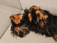 Leo, a male Cavalier King Charles Spaniel for sale in Palmyra, VA – 4 of 5