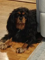 Leo, a male Cavalier King Charles Spaniel for sale in Palmyra, VA – 2 of 5
