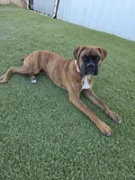 Roxy, a female Boxer for sale in Chula Vista, CA – 3 of 10