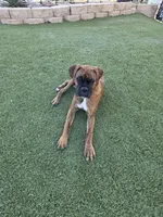 Roxy, a female Boxer for sale in Chula Vista, CA – 4 of 10