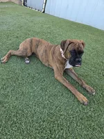 Roxy, a female Boxer for sale in Chula Vista, CA – 5 of 10