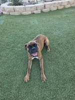 Roxy, a female Boxer for sale in Chula Vista, CA – 6 of 10