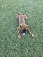 Roxy, a female Boxer for sale in Chula Vista, CA – 7 of 10