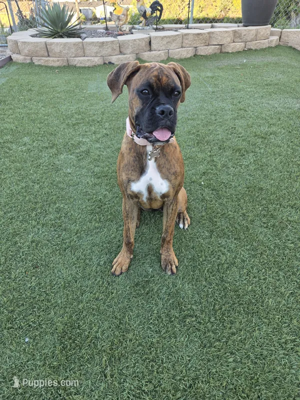 Roxy – Boxer puppy for sale in Chula Vista, CA