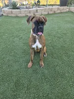 Roxy, a female Boxer for sale in Chula Vista, CA – 1 of 10