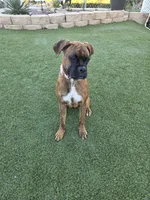 Roxy, a female Boxer for sale in Chula Vista, CA – 2 of 10