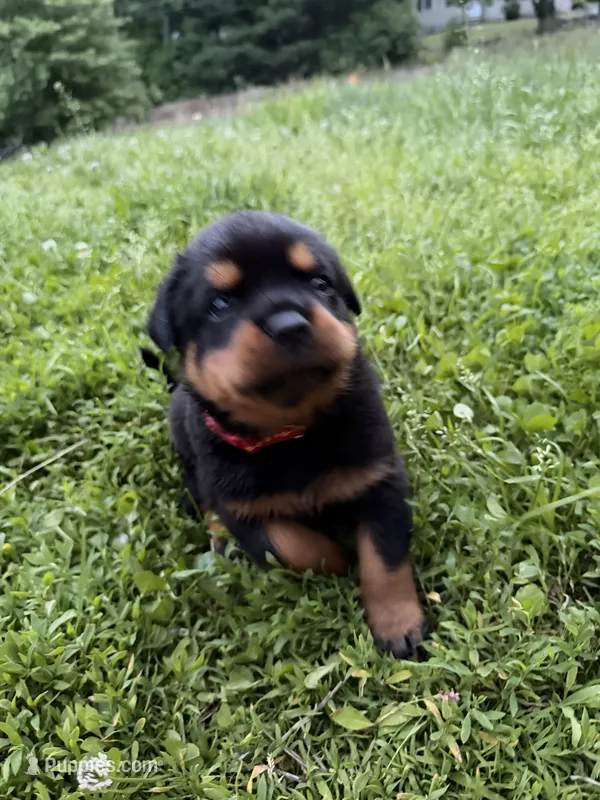 Puppy red – Rottweiler puppy for sale in East Killingly, CT
