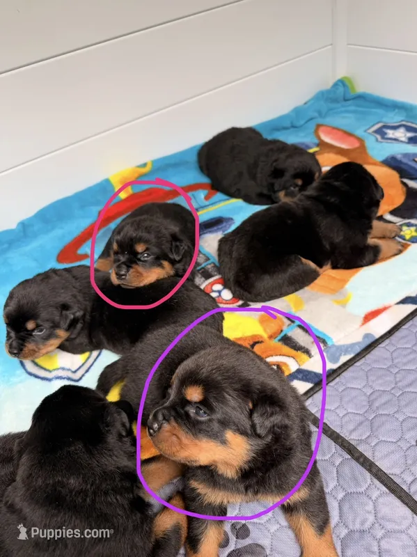 Rottweiler puppy 6 purple – Rottweiler puppy for sale in East Killingly, CT