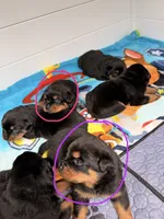 Rottweiler puppy 6 purple, a female Rottweiler for sale in East Killingly, CT – 1 of 1